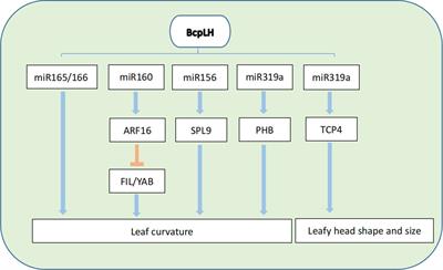 Understanding the molecular mechanism of leaf morphogenesis in vegetable crops conduces to breeding process